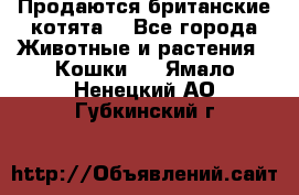 Продаются британские котята  - Все города Животные и растения » Кошки   . Ямало-Ненецкий АО,Губкинский г.